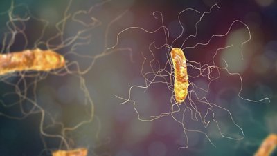 Clostridium difficile bacterium, 3D illustration. 